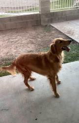 Reunited Male Dog last seen E Orchid Ln and N McQueen Rd Chandler, AZ 85225, Chandler, AZ 85225