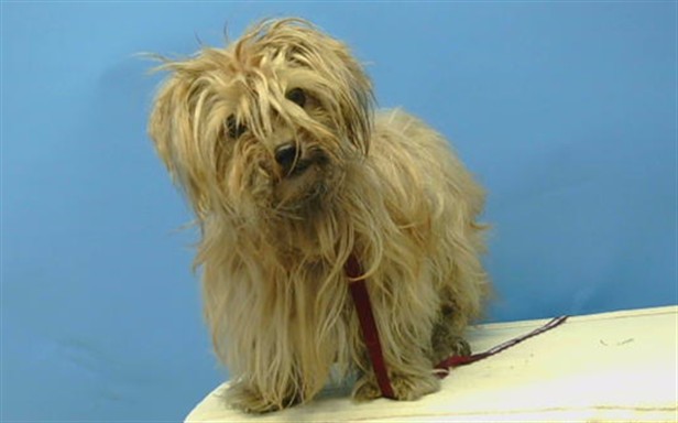 Shelter Stray Male Dog last seen , 216 W Victoria St, Gardena, CA 90248, USA