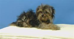 Shelter Stray Male Dog last seen , 216 W Victoria St, Gardena, CA 90248, USA