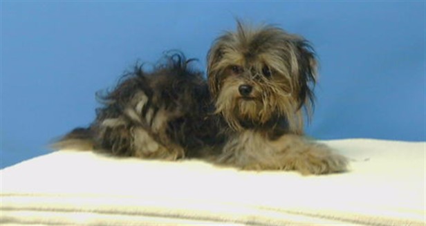 Shelter Stray Male Dog last seen , 216 W Victoria St, Gardena, CA 90248, USA