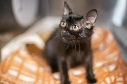 Shelter Stray Female Cat last seen CHARLOTTE, 8315 Byrum Dr, Charlotte, NC 28217, USA