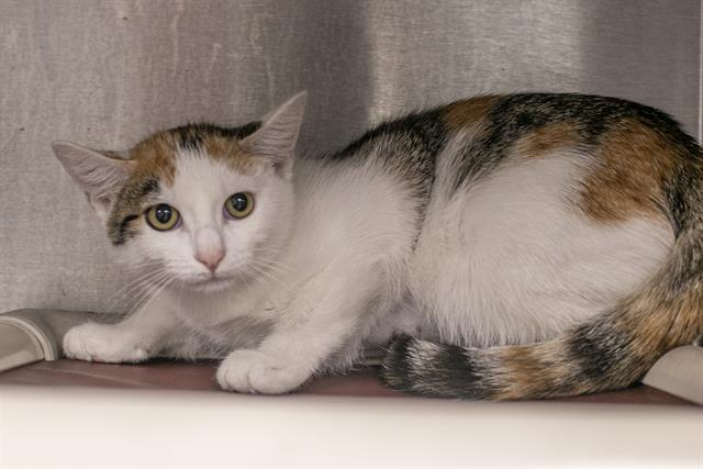 Shelter Stray Female Cat last seen CHARLOTTE, 8315 Byrum Dr, Charlotte, NC 28217, USA