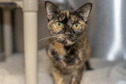 Shelter Stray Female Cat last seen CHARLOTTE, 8315 Byrum Dr, Charlotte, NC 28217, USA