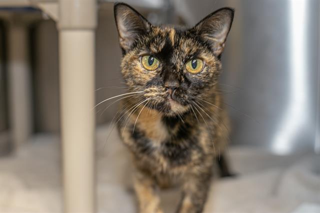Shelter Stray Female Cat last seen CHARLOTTE, 8315 Byrum Dr, Charlotte, NC 28217, USA