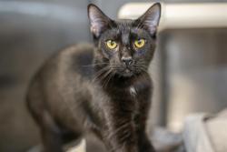 Shelter Stray Male Cat last seen CHARLOTTE, 8315 Byrum Dr, Charlotte, NC 28217, USA