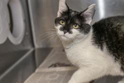 Shelter Stray Female Cat last seen CHARLOTTE, 8315 Byrum Dr, Charlotte, NC 28217, USA