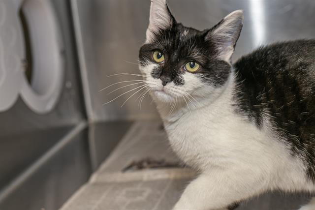 Shelter Stray Female Cat last seen CHARLOTTE, 8315 Byrum Dr, Charlotte, NC 28217, USA