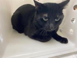 Shelter Stray Male Cat last seen Near BLOCK N 62ND ST, 3839 W Burnham St, West Milwaukee, WI 53215, USA