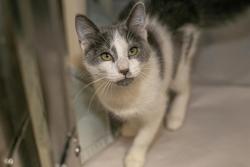 Shelter Stray Female Cat last seen CHARLOTTE, 8315 Byrum Dr, Charlotte, NC 28217, USA