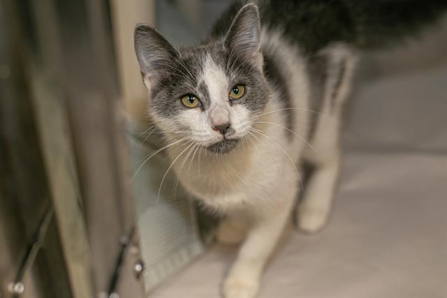 Shelter Stray Female Cat last seen CHARLOTTE, 8315 Byrum Dr, Charlotte, NC 28217, USA