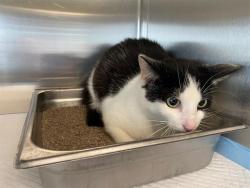 Shelter Stray Male Cat last seen Near BLOCK N 50TH ST, 3839 W Burnham St, West Milwaukee, WI 53215, USA