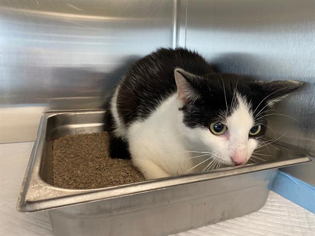 Shelter Stray Male Cat last seen Near BLOCK N 50TH ST, 3839 W Burnham St, West Milwaukee, WI 53215, USA