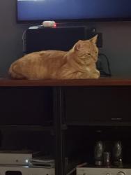 Reunited Male Cat last seen Near knotty wood lane Wellington 33414, Wellington, FL 33414