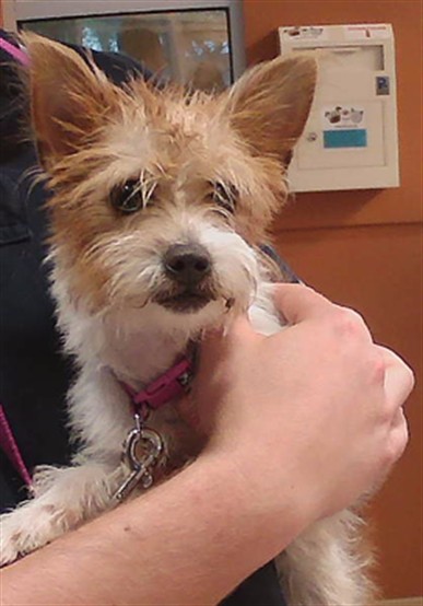 Shelter Stray Female Dog last seen TENNESSEE AND GRAND BLVD, 19640 Dogpatch Ln, Land O' Lakes, FL 34638, USA