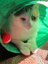 Lost Male Cat last seen Pheasant Run, Lake Forest, CA 92630