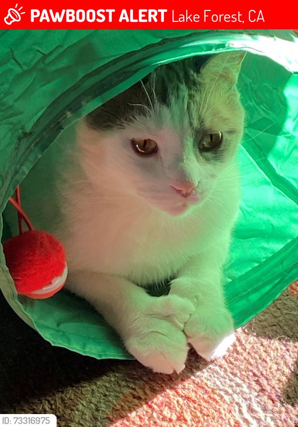 Lost Male Cat last seen Pheasant Run, Lake Forest, CA 92630
