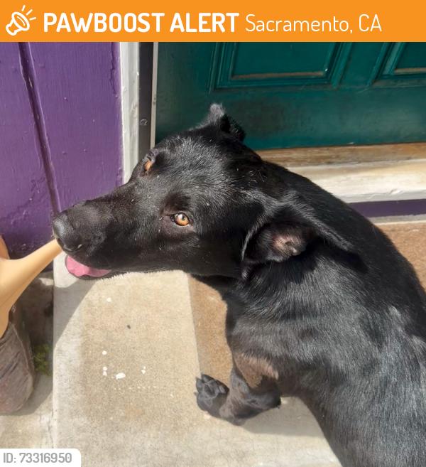 Found/Stray Male Dog last seen Whittier Dr and near Fruitridge, Sacramento, CA 95820