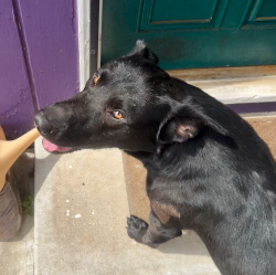 Found/Stray Male Dog last seen Whittier Dr and near Fruitridge, Sacramento, CA 95820