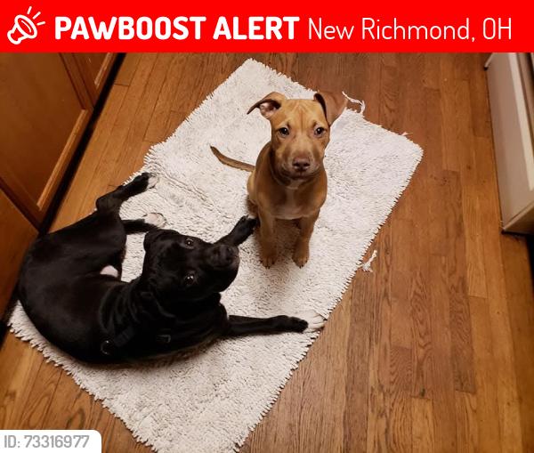 Lost Male Dog last seen Near bethel new richmond rd, New Richmond, OH 45157