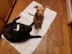 Lost Male Dog last seen Near bethel new richmond rd, New Richmond, OH 45157