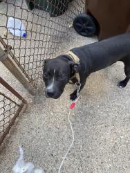 Reunited Male Dog last seen Clovernoll, North College Hill, OH 45231