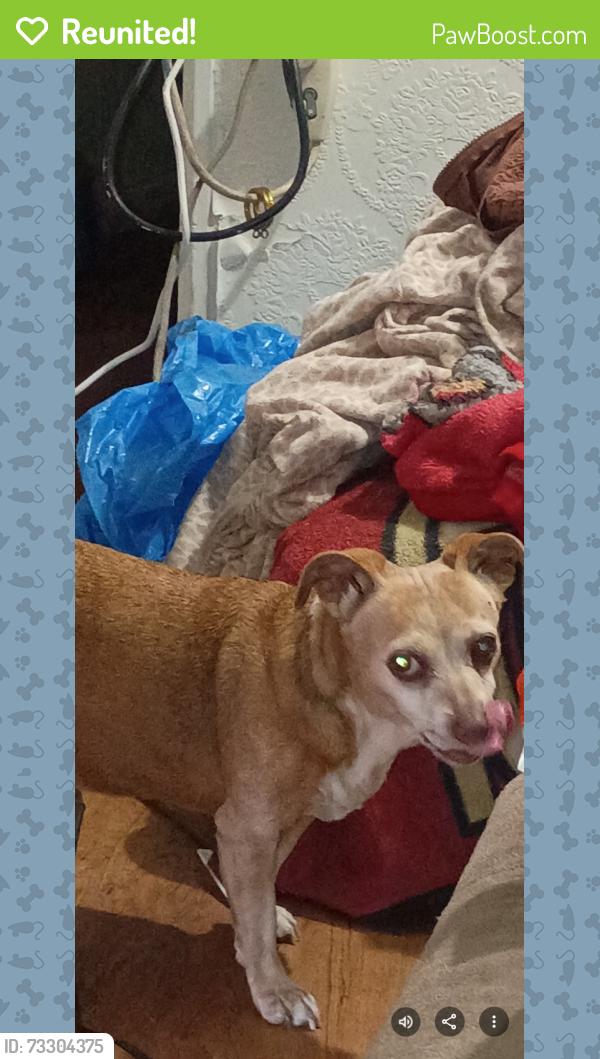 Reunited Female Dog last seen Auto circle dr, Salinas, CA 93907