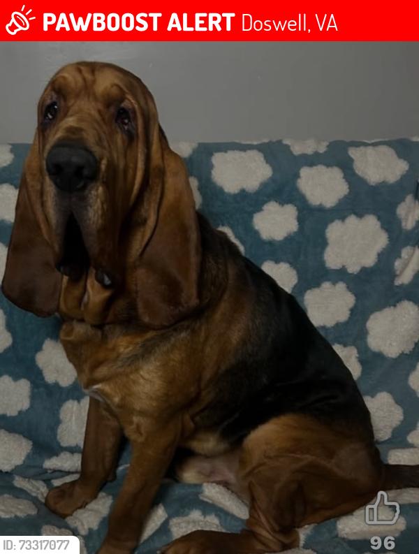 Lost Male Dog last seen Pleasant circle, Doswell, VA 23047