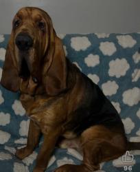Lost Male Dog last seen Pleasant circle, Doswell, VA 23047