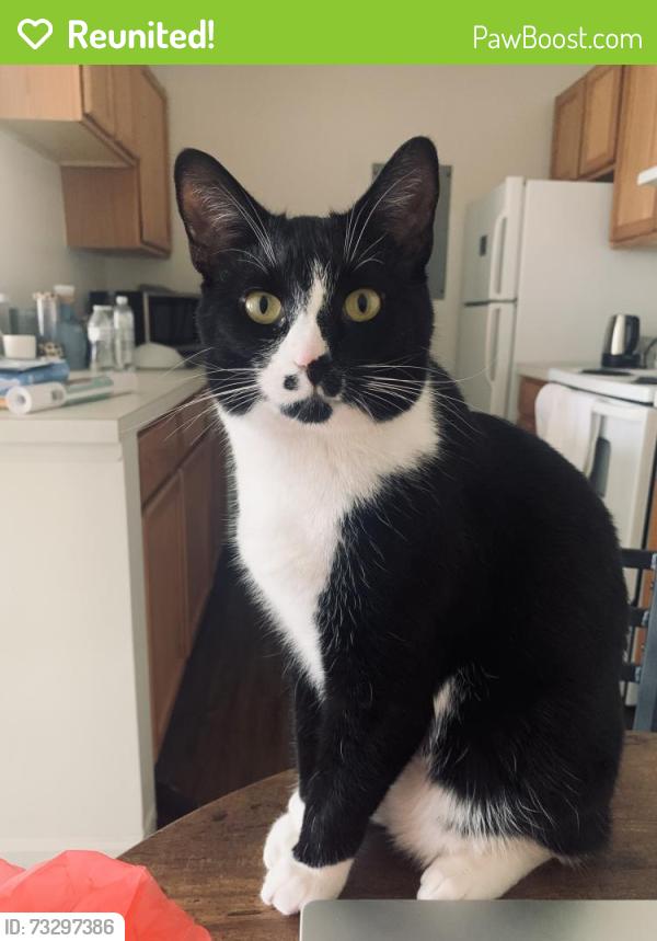 Reunited Male Cat last seen Near East 29th Street, Lorain, OH 44055