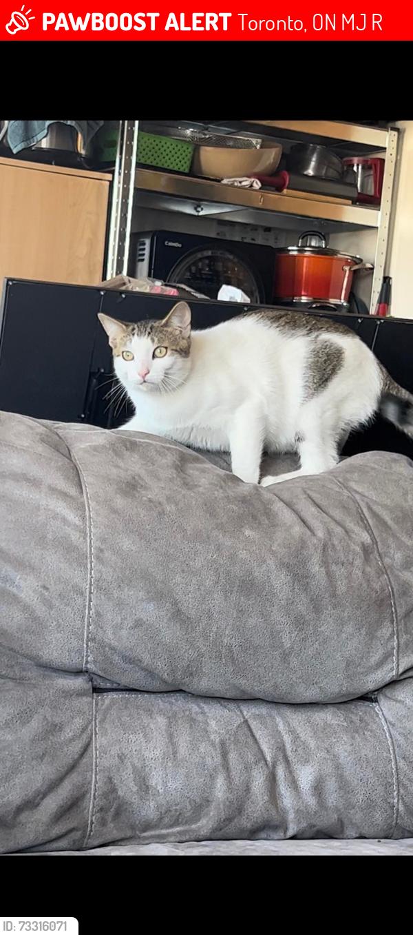 Lost Male Cat last seen Bakerton Dr and Porchester Dr, Toronto, ON M1J 2R4