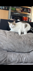 Lost Male Cat last seen Bakerton Dr and Porchester Dr, Toronto, ON M1J 2R4