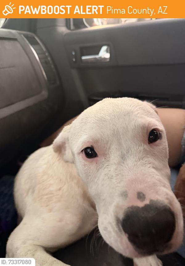 Found/Stray Male Dog last seen Desert sunrise trial and bopp st, Pima County, AZ 85735