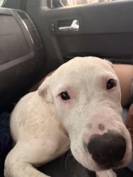 Found/Stray Male Dog last seen Desert sunrise trial and bopp st, Pima County, AZ 85735