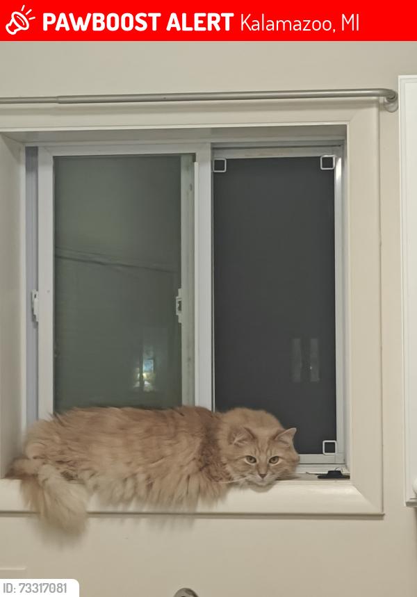 Lost Male Cat last seen Pontiac Ave and Seminole off Grand prairie, Kalamazoo, MI 49006