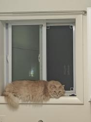 Lost Male Cat last seen Pontiac Ave and Seminole off Grand prairie, Kalamazoo, MI 49006