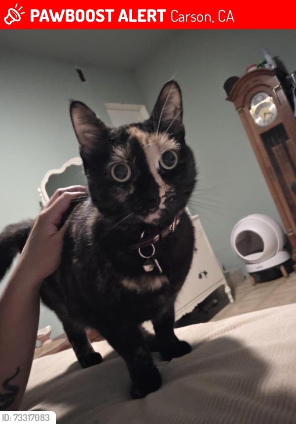Lost Female Cat last seen Near delford avenue carson, Carson, CA 90745