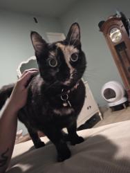Lost Female Cat last seen Near delford avenue carson, Carson, CA 90745