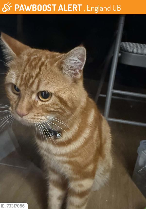 Found/Stray Male Cat last seen Uxbridge, , England UB8
