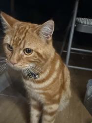 Found/Stray Male Cat last seen Uxbridge, , England UB8