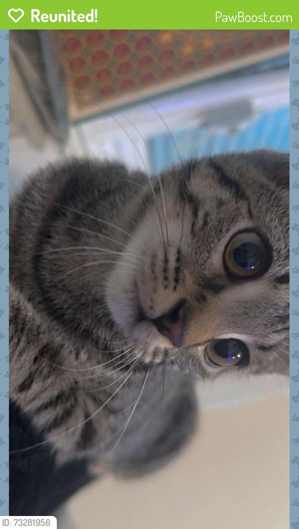 Reunited Female Cat last seen Barret street area, Smethwick, England 