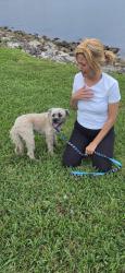 Reunited Male Dog last seen Near st San Souci blvd north miami, North Miami, FL 33181
