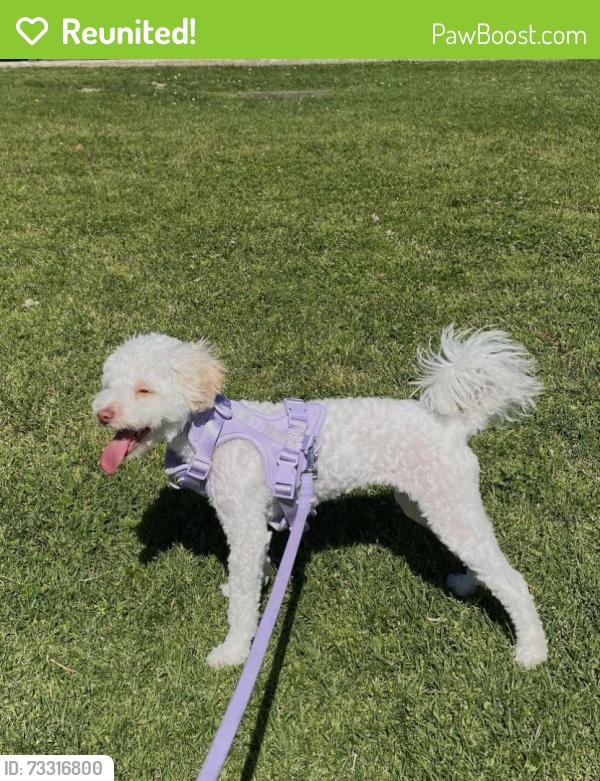 Reunited Female Dog last seen Slauson and Alamo st, Maywood, CA 90270