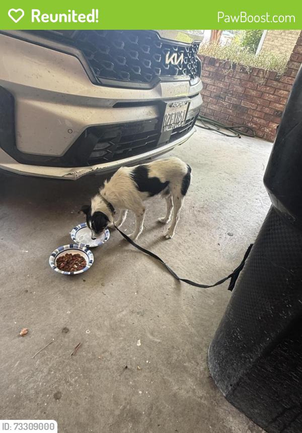 Reunited Male Dog last seen U-Haul off Kaliste Saloom, Lafayette, LA 70508