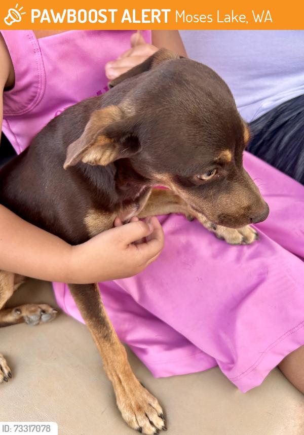 Found/Stray Male Dog last seen Cox st NE Moses Lake, Moses Lake, WA 98837