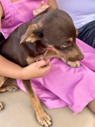 Found/Stray Male Dog last seen Cox st NE Moses Lake, Moses Lake, WA 98837