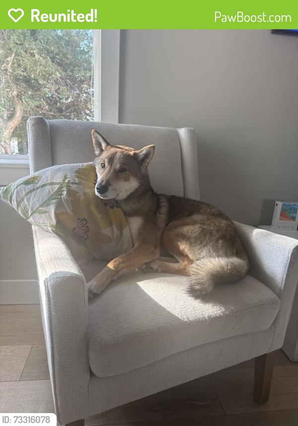 Reunited Male Dog last seen Near W 61st Ave, Arvada, CO 80003, USA, Arvada, CO 80003