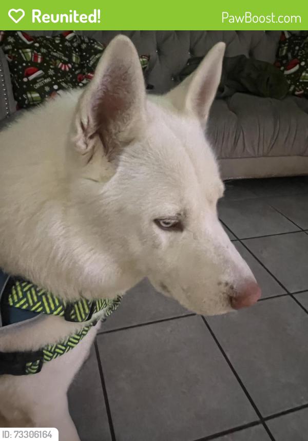 Reunited Male Dog last seen Green Bah, Ashwaubenon, WI 54304