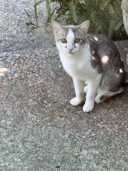 Found/Stray Unknown Cat last seen Whispering Hills Drive, Nashville, TN 37211