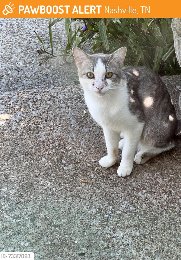 Found/Stray Unknown Cat last seen Whispering Hills Drive, Nashville, TN 37211