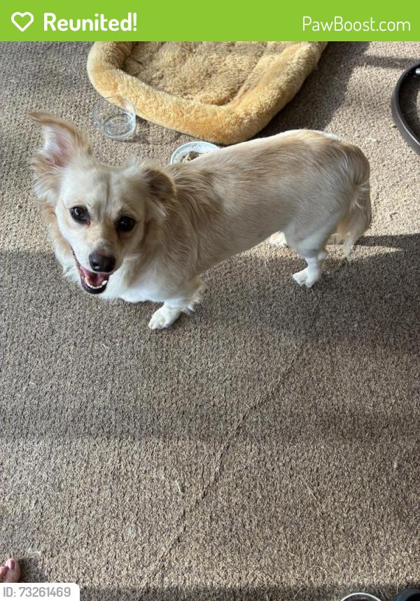 Reunited Male Dog last seen 69th & So Sheridan near Reasors, Tulsa, OK 74136
